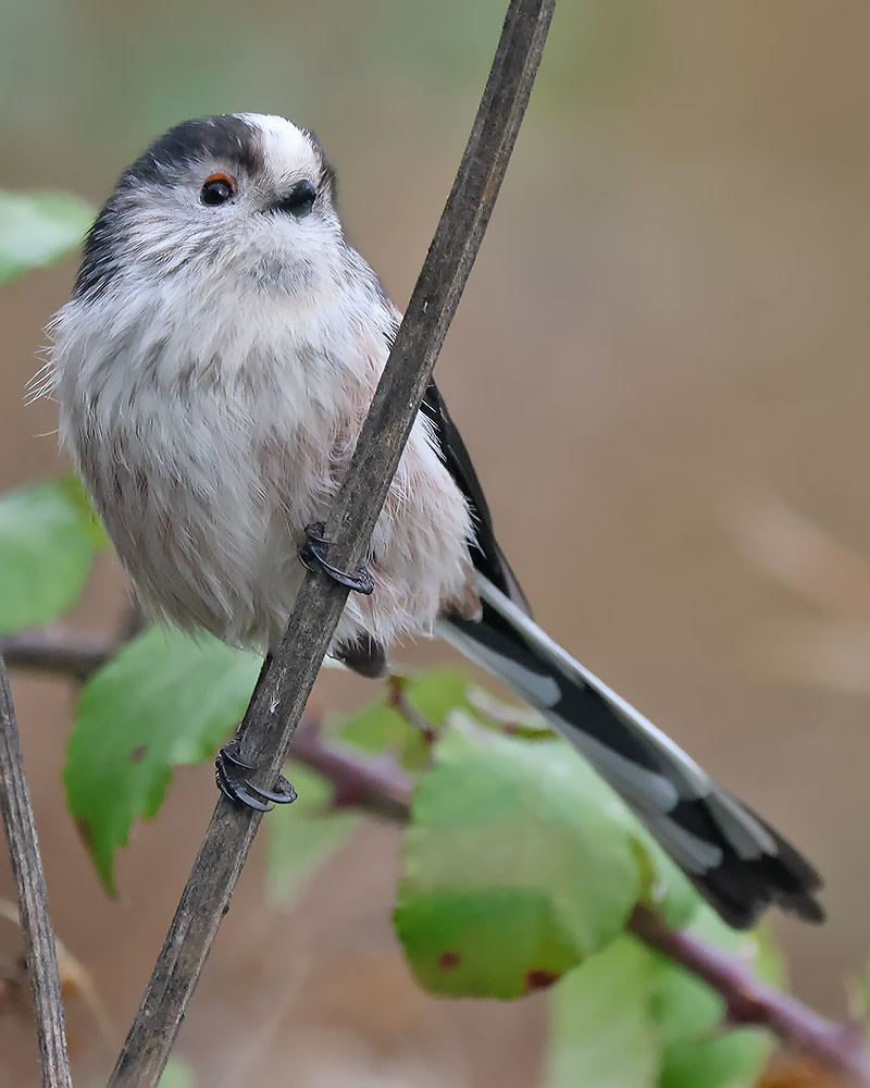 Long-tailed tit